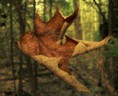 Soy Otoño